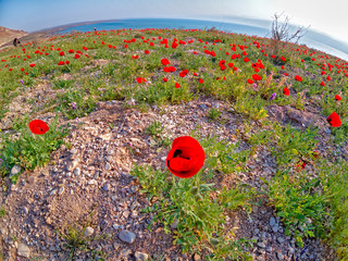 Spring in the Dead Sea. Israel.
