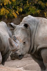Fototapeta premium Face portrait of a white rhinoceros
