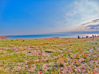 Spring in the Dead Sea. Israel.