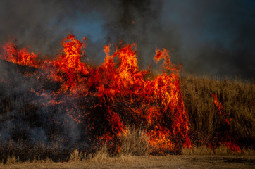 生きている様な炎の形