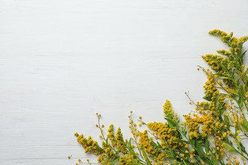 Fresh mimosa flowers on white wooden table, flat lay. Space for text