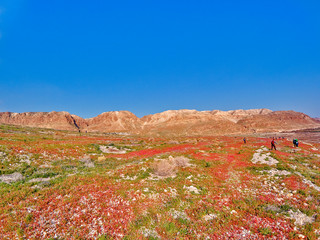 Spring in the Dead Sea. Israel.