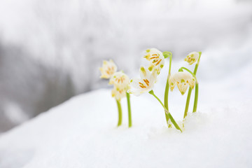 Spring snowflakes growing outdoors on winter day. Beautiful flowers