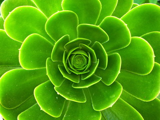Closeup at the centre of the bud "eye" of the green cactus of Aeonium crassulaceae with the newborn leaves. Blurred background of the leaves