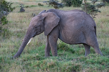 Obraz premium profile view of a baby African elephant