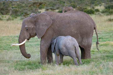 Naklejka na ściany i meble African mother elephant suckling her calf in the Masai Mara