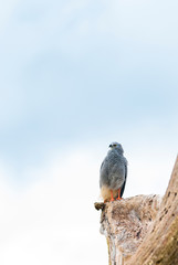 Gray-lined Hawk perched on the dead tree trunk, watching for prey.