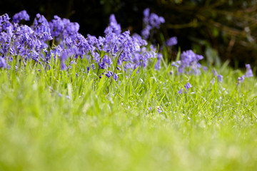 Bluebells after it rained