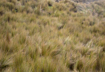 View of the vegetation in Ecuador