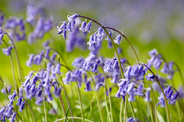 Bluebells