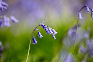 Bluebells
