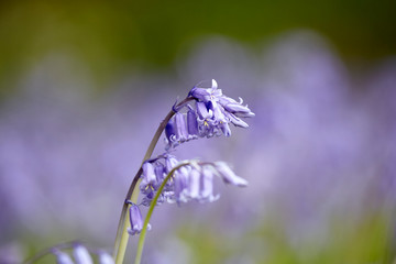Bluebells with a lilac hint