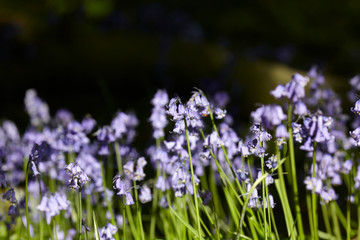 Bluebells with a hint of lilac