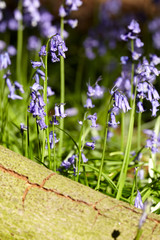Bluebells in the wood