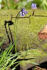 Bluebell next to log