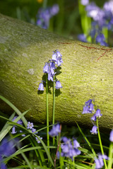 Bluebell next to log