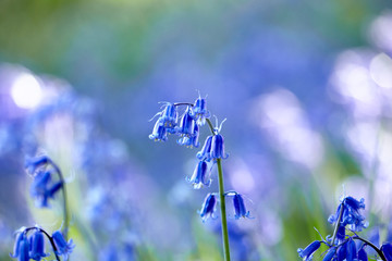 Forest of Bluebells