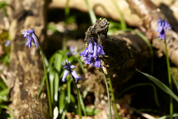 Bluebell in front of wood