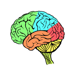 A diagram of the human brain side view, anatomy. Vector illustration in flat design style isolated on white background. Human brain. 