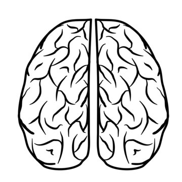 A diagram of the human brain side view, anatomy. Vector illustration in flat design style isolated on white background. Human brain. 