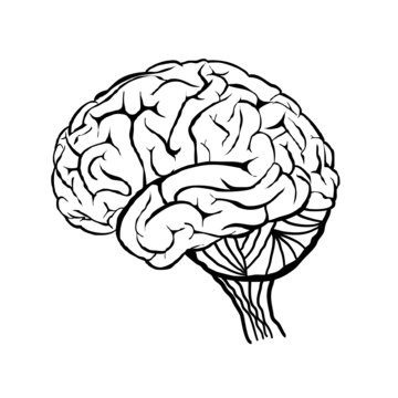 A diagram of the human brain side view, anatomy. Vector illustration in flat design style isolated on white background. Human brain. 
