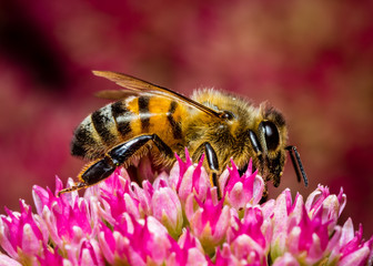 Honey Bee at Work. 