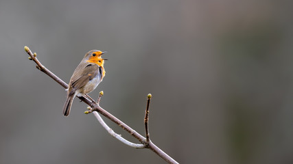 Robin redbreast singing in a tree on a branch with spring buds