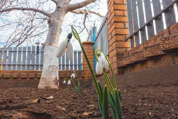 Fototapeta premium Snowdrop spring flowers. Delicate Snowdrop flower is one of the spring symbols telling us winter is leaving and we have warmer times ahead.