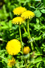 Yellow dandelion flower at spring with grass closeup
