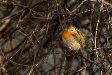 Robin bird sitting in wildlife 