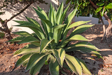 Closeup of large agave plant.