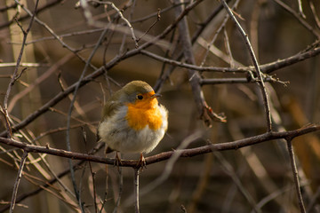 Fototapeta premium Robin bird sitting wildlife rubecula