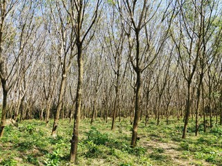 forest, tree, nature, trees, wood, landscape, green, spring, birch, autumn, pine, summer, leaf, grass, sky, park, trunk, woods, season, environment, leaves, sunny, branch, woodland, plant