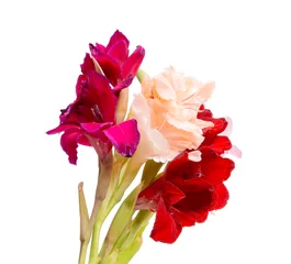 Foto op Plexiglas beautiful bright gladiolus flower isolated on the white © Liza