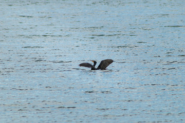 Cormorant fishing on the lake wildlife