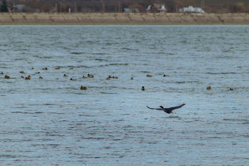 Cormorant fishing on the lake wildlife
