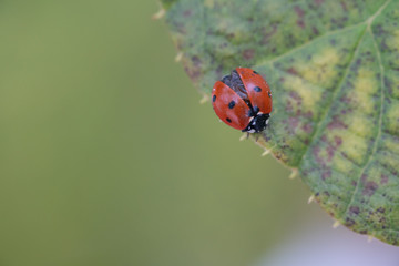 Ladybug free in nature