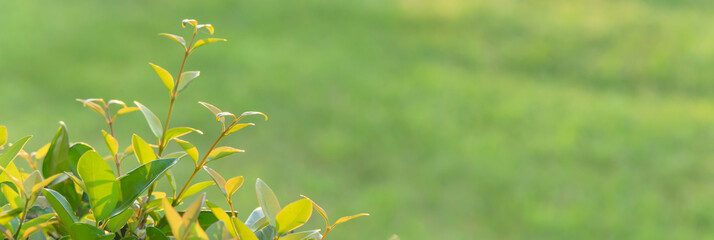 Obraz premium Panoramic beautiful leaves in morning light and grass lawn background