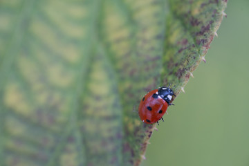 Ladybug free in nature