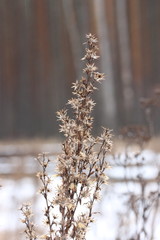 A branch of a dry plant in a clearing of a winter forest