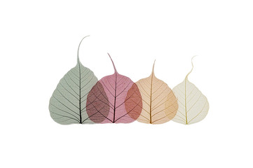 Transparent skeleton leaves on a white background