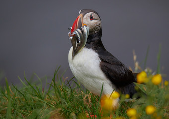 Puffin with sand eels