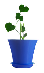 Young monstera plant without split leaves in a blue pot. Isolate on a white background.