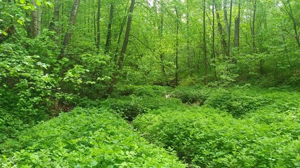 Fototapeta na wymiar green grass in the forest