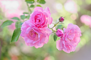 Bush of pink roses in the garden