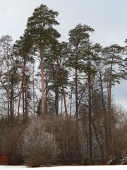 Зимний лес © golisin