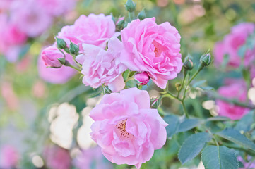 Bush of pink roses in the garden