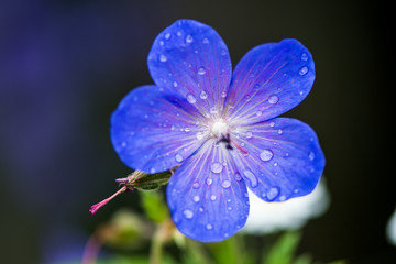 Blue flower isolated with raindrops