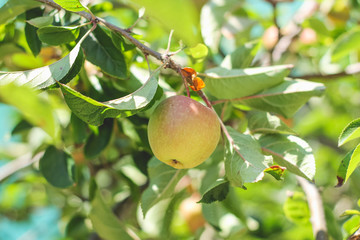 Macieira com uma ma&ccedil;&atilde; amadurecendo