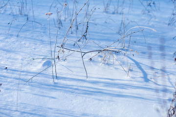 dry grass and leaves on snow on a clear winter day